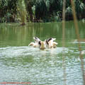 thumbnail poza galeria Microrezervatia Constanta 2007