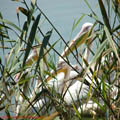 thumbnail poza galeria Microrezervatia Constanta 2007