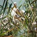thumbnail poza galeria Microrezervatia Constanta 2007