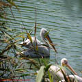 thumbnail poza galeria Microrezervatia Constanta 2007