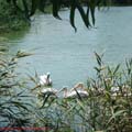 thumbnail poza galeria Microrezervatia Constanta 2007