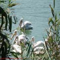 thumbnail poza galeria Microrezervatia Constanta 2007
