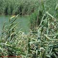thumbnail poza galeria Microrezervatia Constanta 2007