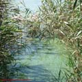 thumbnail poza galeria Microrezervatia Constanta 2007