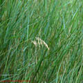 thumbnail poza galeria Microrezervatia Constanta 2007