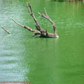 thumbnail poza galeria Microrezervatia Constanta 2007