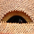 thumbnail poza galeria Microrezervatia Constanta 2007