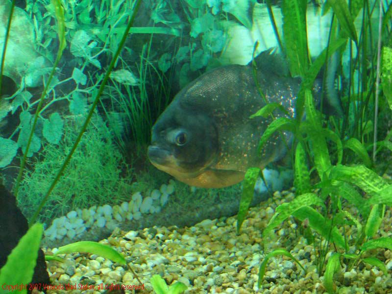 Vaivoda Vlad fotograf in romania Pesti exotic piranha plante Pesti Acvariu Constanta 2007