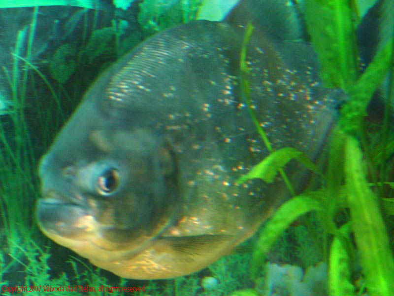 Pesti Acvariu Constanta 2007 Vaivoda Vlad fotograf in romania piranha exotic 