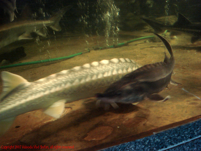 Vaivoda Vlad fotograf in romania Pesti exotic  Acvariu Constanta 2007