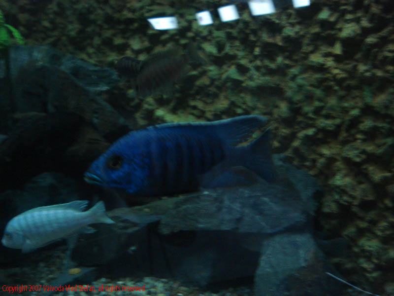 Pesti Acvariu Constanta 2007 Vaivoda Vlad fotograf in romania exotoc exotici