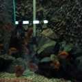 thumbnail 14 imagini Acvariu Constanta 2007