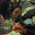 thumbnail 15 imagini Acvariu Constanta 2007