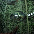 thumbnail 16 imagini Acvariu Constanta 2007