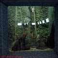 thumbnail 17 imagini Acvariu Constanta 2007
