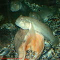thumbnail 20 imagini Acvariu Constanta 2007