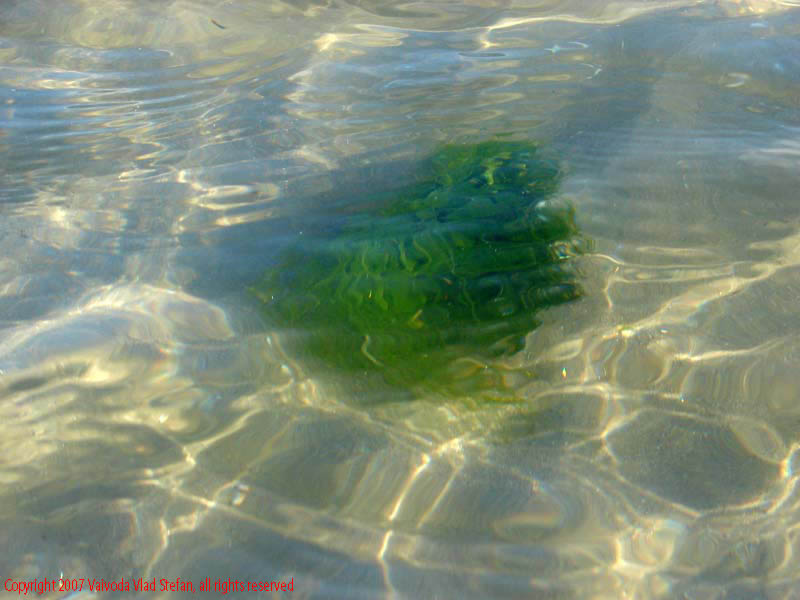 Marea Neagra Mamaia 2007 Vaivoda Vlad fotograf in Romania val valuri albastru agrement turism turist litoral vara plaja soare cald baie constanta apa reflexii nisip acvatic plante marine