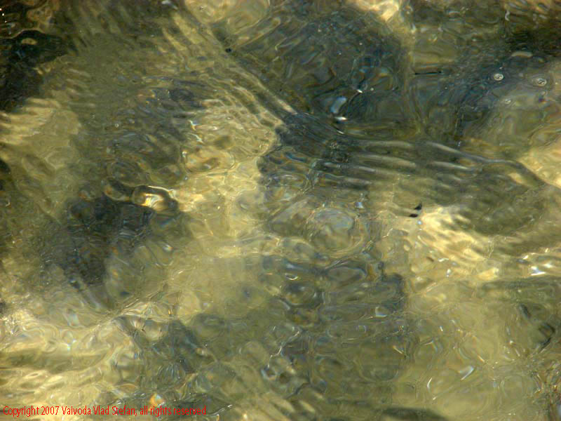 Marea Neagra Mamaia 2007 Vaivoda Vlad fotograf in Romania val valuri albastru agrement turism turist litoral vara plaja soare cald baie constanta apa reflexii nisip acvatic plante marine