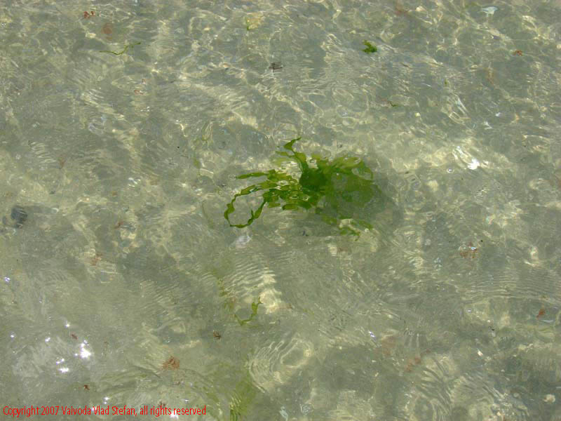 Marea Neagra Mamaia 2007 Vaivoda Vlad fotograf in Romania val valuri albastru agrement turism turist litoral vara plaja soare cald baie constanta apa reflexii nisip acvatic plante marine
