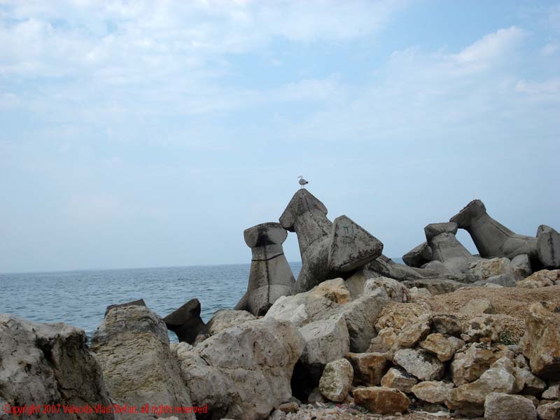 Pescarus stabilopozi Marea Neagra Mamaia 2007 Constanta Vaivoda Vlad fotograf in Romania turism turist litoral vara mal peisaj natura natural pasare