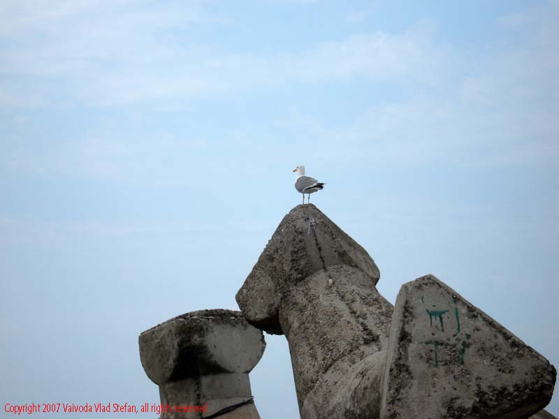 Pescarus stabilopozi Marea Neagra Mamaia 2007 Constanta Vaivoda Vlad fotograf in Romania turism turist litoral vara mal peisaj natura natural pasare