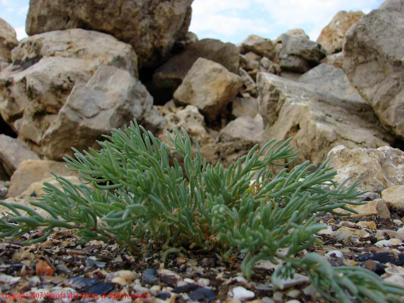 La malul Marea Neagra Mamaia 2007 Constanta Vaivoda Vlad fotograf in Romania turism turist litoral vara mal peisaj natura natural planta verde piatra pietre