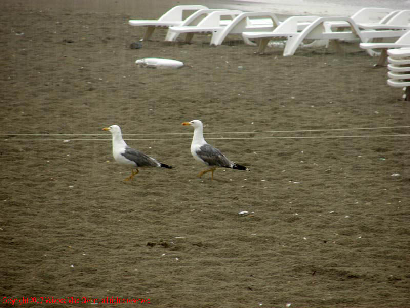 Pe plaja Mamaia 2007 Constanta Vaivoda Vlad fotograf in Romania turism turist litoral vara mal peisaj natura natural pescarus sezlong nisip