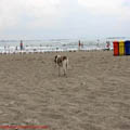 thumbnail galerie plaja Mamaia 2007