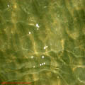 thumbnail galerie plaja Mamaia 2007