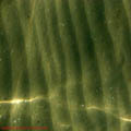thumbnail galerie plaja Mamaia 2007