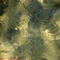 thumbnail galerie plaja Mamaia 2007
