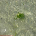 thumbnail galerie plaja Mamaia 2007