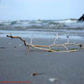 thumbnail galerie plaja Mamaia 2007