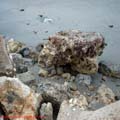 thumbnail galerie plaja Mamaia 2007