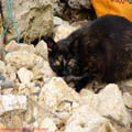thumbnail galerie plaja Mamaia 2007