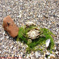 thumbnail galerie plaja Mamaia 2007