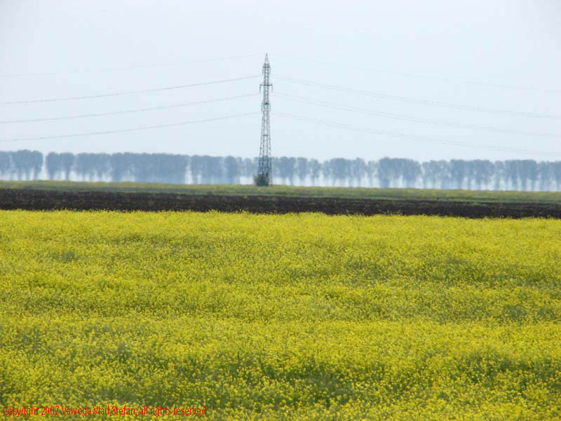 Vaivoda Vlad fotograf in Romania drum european national sosea sosele excursie calatorie calator voiaj masina automobil condus sofat soferie circula circulatie daewoo matiz autostrada autostrazi rutier Peisaj panorama agricultura rapita galben A2 spre Constanta 2007
