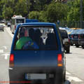 Thumbnail poze galerie pe Valea Oltului 2007