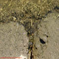 Thumbnail poze galerie pe Valea Oltului 2007