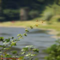 Thumbnail poze galerie pe Valea Oltului 2007