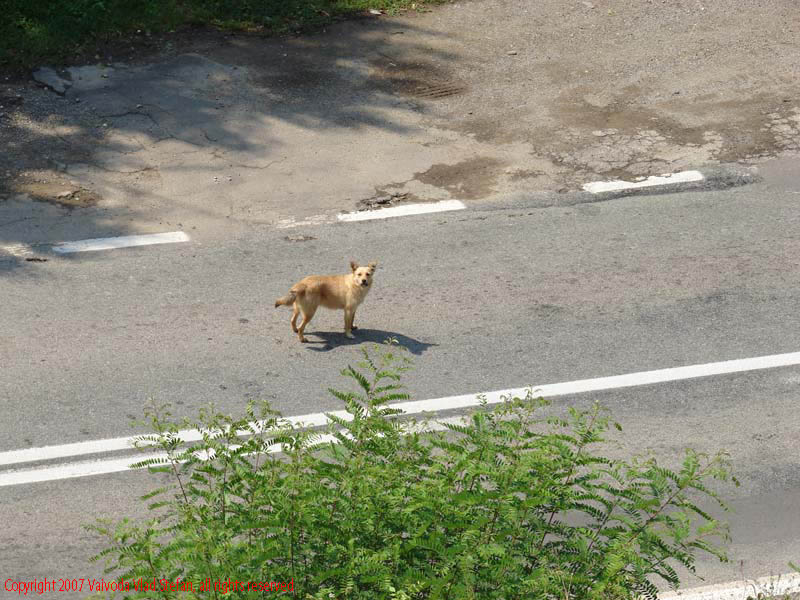 Vaivoda Vlad fotograf in Romania drum european national sosea sosele excursie calatorie calator voiaj masina automobil condus sofat soferie circula circulatie daewoo matiz caine vagabond maidanez Pe E79 DN66 peisaj din Defileul Jiului 2007