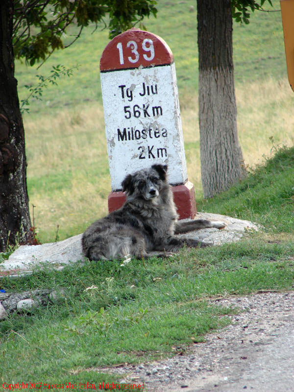 Vaivoda Vlad fotograf in Romania drum european national sosea sosele excursie calatorie calator voiaj masina automobil condus sofat soferie circula circulatie daewoo matiz borna kilometrica DN67 indicator rutier caine vagabond maidanez 2007