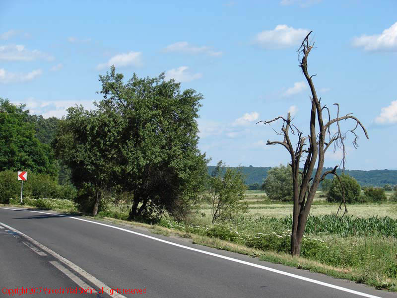 Vaivoda Vlad fotograf in Romania drum european national sosea sosele excursie calatorie calator voiaj masina automobil condus sofat soferie circula circulatie daewoo matiz autostrada autostrazi rutier trafic panoram Peisaj cu copac E68 DN7 2007