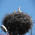 thumbnail poze galerie realizate pe traseul Sebes Deva Arad 2007