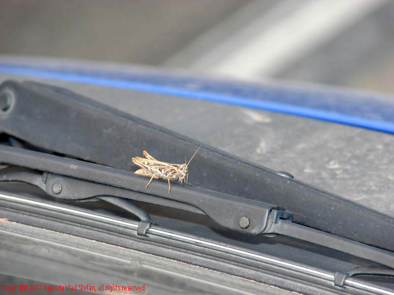 Vaivoda Vlad fotograf in Romania drum european national sosea sosele excursie calatorie calator voiaj masina automobil condus sofat soferie circula circulatie daewoo matiz E81 DN1 E60 DN insecta pe stergator parbriz
